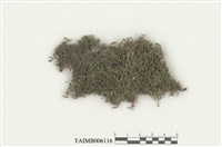 藏品(三裂鞭蘚)的圖片